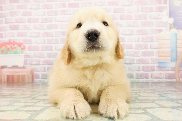 新潟県のゴールデンレトリバー (Coo&RIKU上越店/2026年3月3日生まれ/男の子/ゴールデン)の子犬