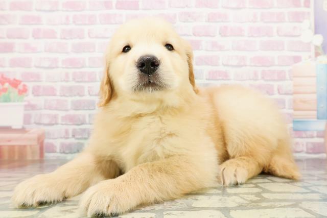 新潟県のゴールデンレトリバー (Coo&RIKU上越店/2026年3月3日生まれ/男の子/ゴールデン)の子犬の2枚目の画像
