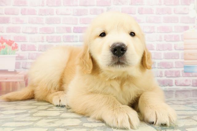 新潟県のゴールデンレトリバー (Coo&RIKU上越店/2026年3月3日生まれ/男の子/ゴールデン)の子犬の3枚目の画像