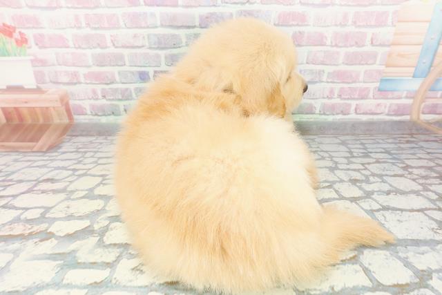 新潟県のゴールデンレトリバー (Coo&RIKU上越店/2026年3月3日生まれ/男の子/ゴールデン)の子犬の4枚目の画像