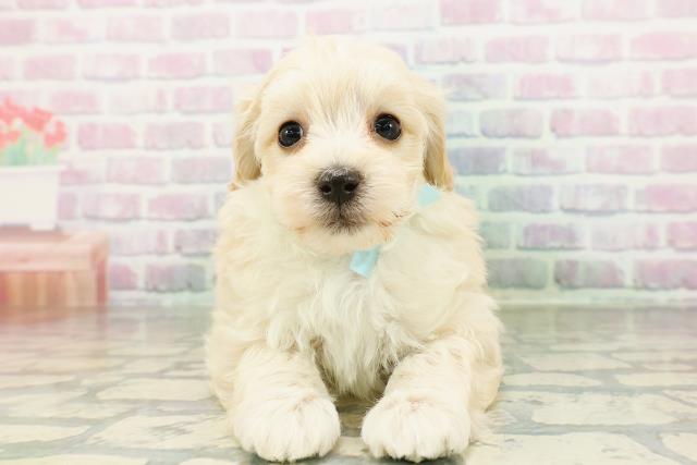 北海道のマルプー(マルチーズ×プードル) (Coo&RIKU札幌西店/2026年3月2日生まれ/男の子/アプリコット)の子犬の1枚目の画像