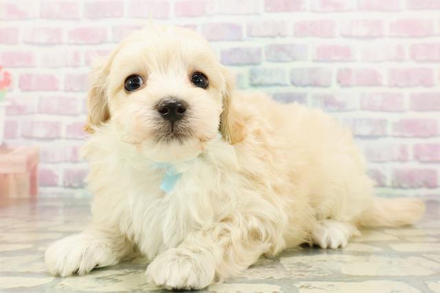 北海道のマルプー(マルチーズ×プードル) (Coo&RIKU札幌西店/2026年3月2日生まれ/男の子/アプリコット)の子犬の2枚目の画像