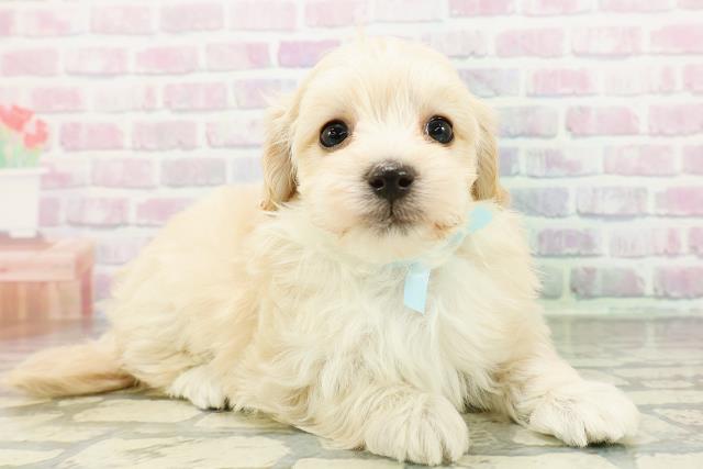 北海道のマルプー(マルチーズ×プードル) (Coo&RIKU札幌西店/2026年3月2日生まれ/男の子/アプリコット)の子犬の3枚目の画像