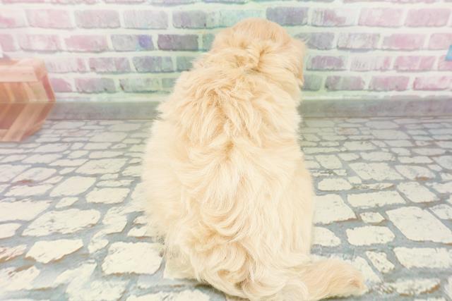 北海道のマルプー(マルチーズ×プードル) (Coo&RIKU札幌西店/2026年3月2日生まれ/男の子/アプリコット)の子犬の4枚目の画像