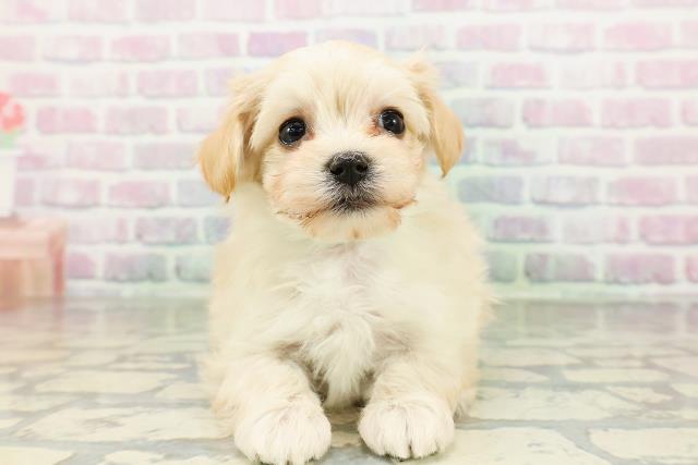 北海道のマルプー(マルチーズ×プードル) (Coo&RIKU苫小牧店/2026年3月2日生まれ/男の子/アプリコット)の子犬の1枚目の画像
