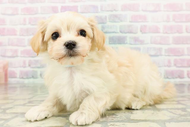 北海道のマルプー(マルチーズ×プードル) (Coo&RIKU苫小牧店/2026年3月2日生まれ/男の子/アプリコット)の子犬の2枚目の画像