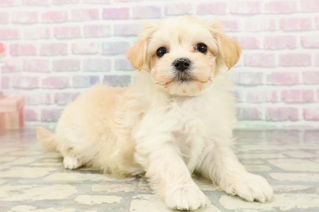 北海道のマルプー(マルチーズ×プードル) (Coo&RIKU苫小牧店/2026年3月2日生まれ/男の子/アプリコット)の子犬の3枚目の画像