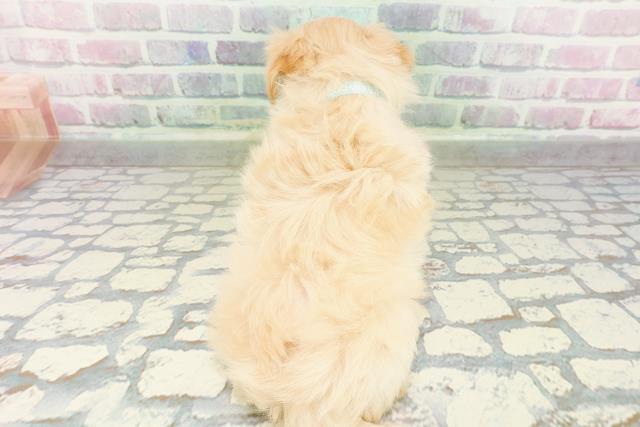 北海道のマルプー(マルチーズ×プードル) (Coo&RIKU苫小牧店/2026年3月2日生まれ/男の子/アプリコット)の子犬の4枚目の画像