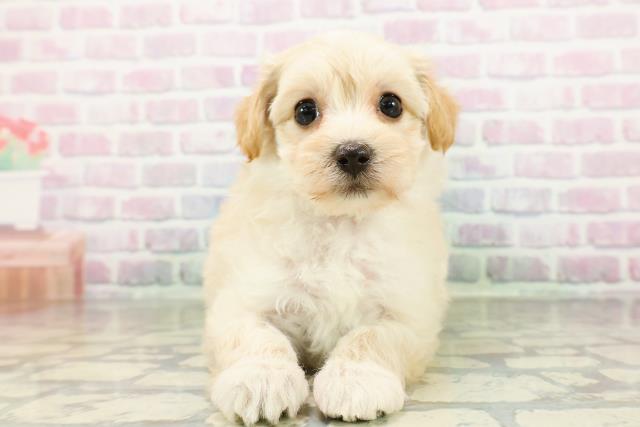 北海道のマルプー(マルチーズ×プードル) (Coo&RIKU函館店/2026年3月2日生まれ/女の子/アプリコット)の子犬の1枚目の画像