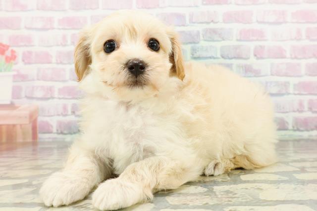 北海道のマルプー(マルチーズ×プードル) (Coo&RIKU函館店/2026年3月2日生まれ/女の子/アプリコット)の子犬の2枚目の画像