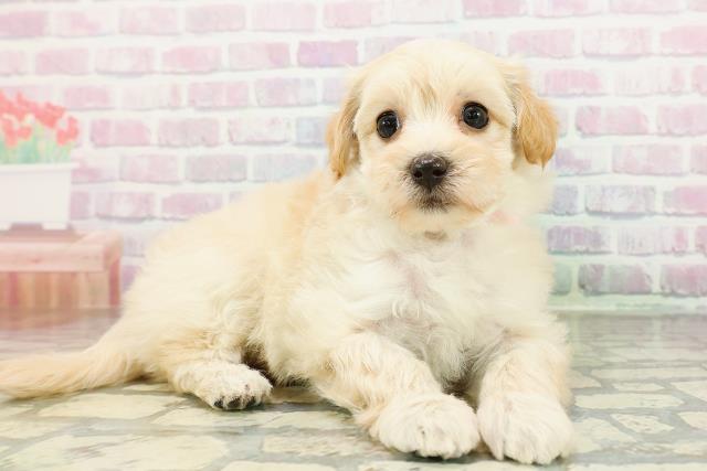 北海道のマルプー(マルチーズ×プードル) (Coo&RIKU函館店/2026年3月2日生まれ/女の子/アプリコット)の子犬の3枚目の画像