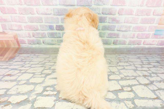 北海道のマルプー(マルチーズ×プードル) (Coo&RIKU函館店/2026年3月2日生まれ/女の子/アプリコット)の子犬の4枚目の画像