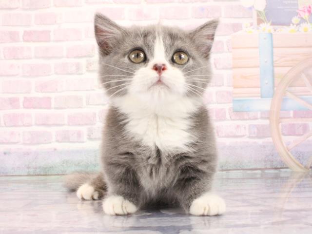 滋賀県のマンチカン (Coo&RIKU長浜店/2026年2月28日生まれ/男の子/ブルークリーム)の子猫の1枚目の画像