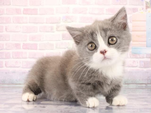 滋賀県のマンチカン (Coo&RIKU長浜店/2026年2月28日生まれ/男の子/ブルークリーム)の子猫の2枚目の画像