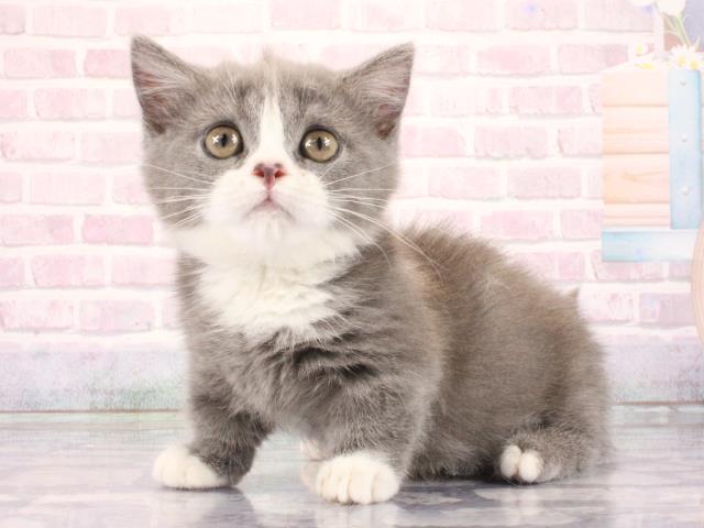 滋賀県のマンチカン (Coo&RIKU長浜店/2026年2月28日生まれ/男の子/ブルークリーム)の子猫の3枚目の画像