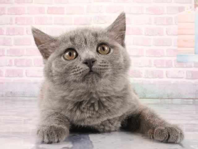 マンチカン（長足）