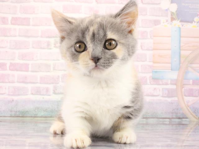 滋賀県のマンチカン (Coo&RIKU東近江店/2026年2月28日生まれ/女の子/ダイリュートキャリコ)の子猫の1枚目の画像