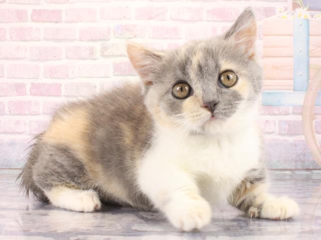 滋賀県のマンチカン (Coo&RIKU東近江店/2026年2月28日生まれ/女の子/ダイリュートキャリコ)の子猫の2枚目の画像