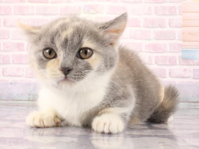 滋賀県のマンチカン (Coo&RIKU東近江店/2026年2月28日生まれ/女の子/ダイリュートキャリコ)の子猫の3枚目の画像