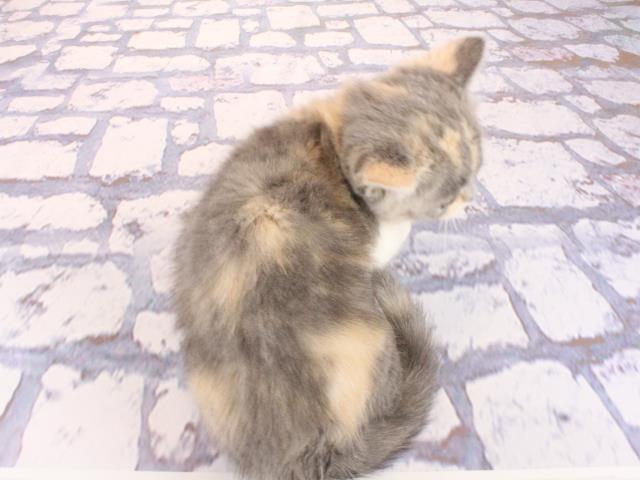 滋賀県のマンチカン (Coo&RIKU東近江店/2026年2月28日生まれ/女の子/ダイリュートキャリコ)の子猫の4枚目の画像