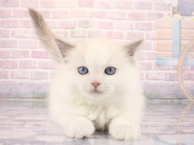 大阪府のラグドール (Coo&RIKU枚方店/2026年2月26日生まれ/女の子/ブルーポイントバイカラー)の子猫の1枚目の画像