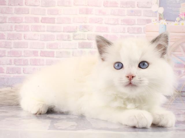 大阪府のラグドール (Coo&RIKU枚方店/2026年2月26日生まれ/女の子/ブルーポイントバイカラー)の子猫の2枚目の画像
