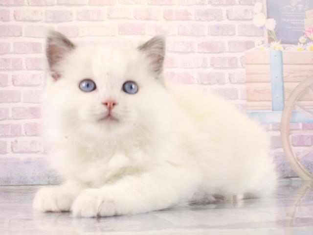 大阪府のラグドール (Coo&RIKU枚方店/2026年2月26日生まれ/女の子/ブルーポイントバイカラー)の子猫の3枚目の画像