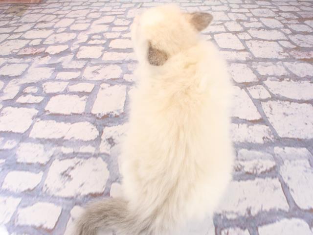 大阪府のラグドール (Coo&RIKU枚方店/2026年2月26日生まれ/女の子/ブルーポイントバイカラー)の子猫の4枚目の画像