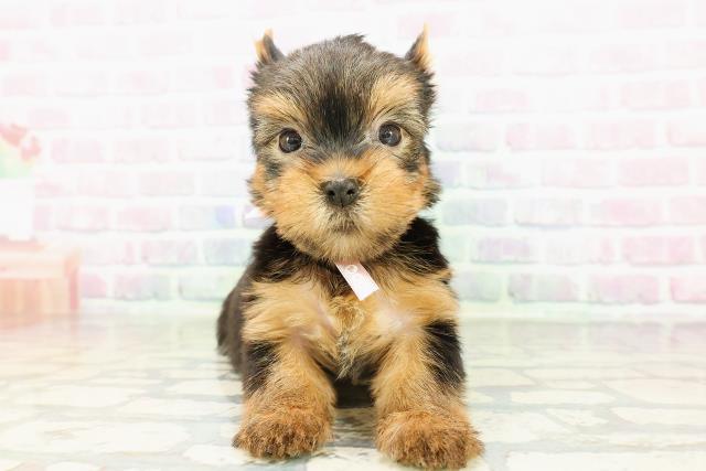 千葉県のヨークシャーテリア (Coo&RIKU東船橋店/2026年3月3日生まれ/女の子/スチールブルータン)の子犬の1枚目の画像