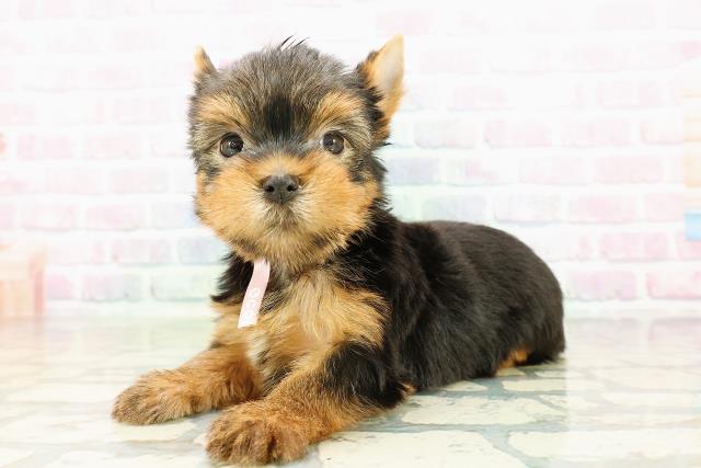 千葉県のヨークシャーテリア (Coo&RIKU東船橋店/2026年3月3日生まれ/女の子/スチールブルータン)の子犬の2枚目の画像