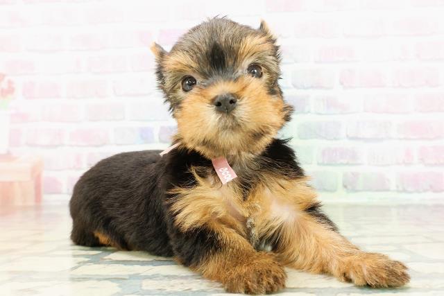 千葉県のヨークシャーテリア (Coo&RIKU東船橋店/2026年3月3日生まれ/女の子/スチールブルータン)の子犬の3枚目の画像