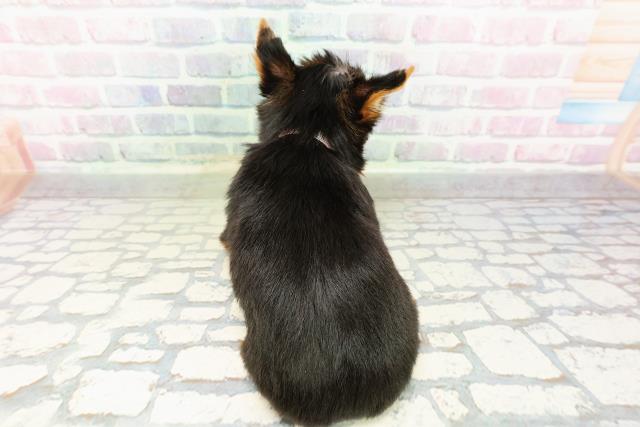 千葉県のヨークシャーテリア (Coo&RIKU東船橋店/2026年3月3日生まれ/女の子/スチールブルータン)の子犬の4枚目の画像