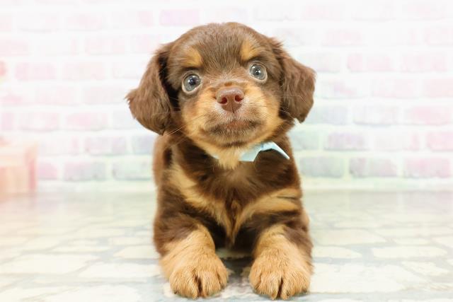 栃木県のチワックス(チワワ×ダックス) (Coo&RIKUFKDインターパーク店/2026年3月3日生まれ/男の子/チョコレートタン)の子犬の1枚目の画像