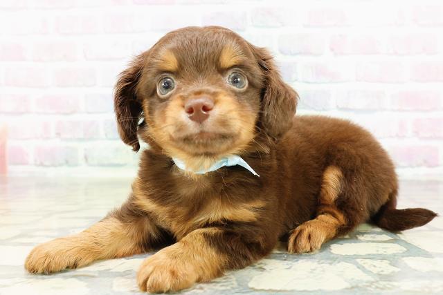 栃木県のチワックス(チワワ×ダックス) (Coo&RIKUFKDインターパーク店/2026年3月3日生まれ/男の子/チョコレートタン)の子犬の2枚目の画像