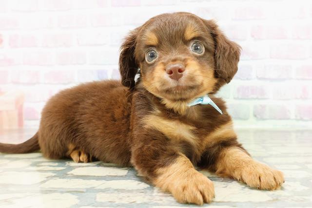 栃木県のチワックス(チワワ×ダックス) (Coo&RIKUFKDインターパーク店/2026年3月3日生まれ/男の子/チョコレートタン)の子犬の3枚目の画像