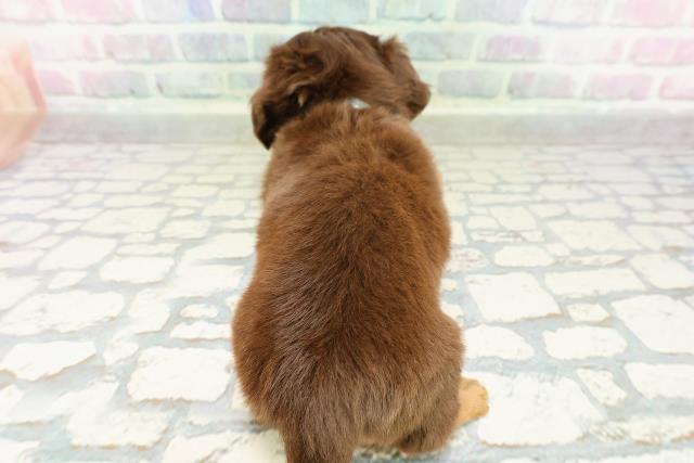 栃木県のチワックス(チワワ×ダックス) (Coo&RIKUFKDインターパーク店/2026年3月3日生まれ/男の子/チョコレートタン)の子犬の4枚目の画像