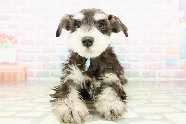 北海道のミニチュアシュナウザー (Coo&RIKU函館店/2026年1月25日生まれ/男の子/ブラックシルバー)の子犬の1枚目の画像