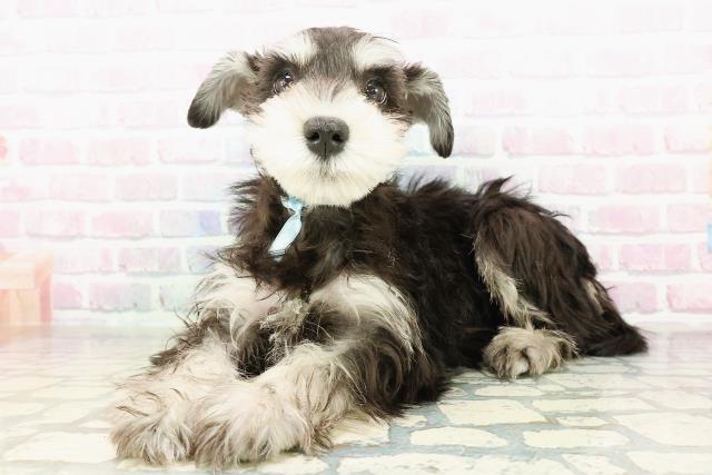 北海道のミニチュアシュナウザー (Coo&RIKU函館店/2026年1月25日生まれ/男の子/ブラックシルバー)の子犬の2枚目の画像