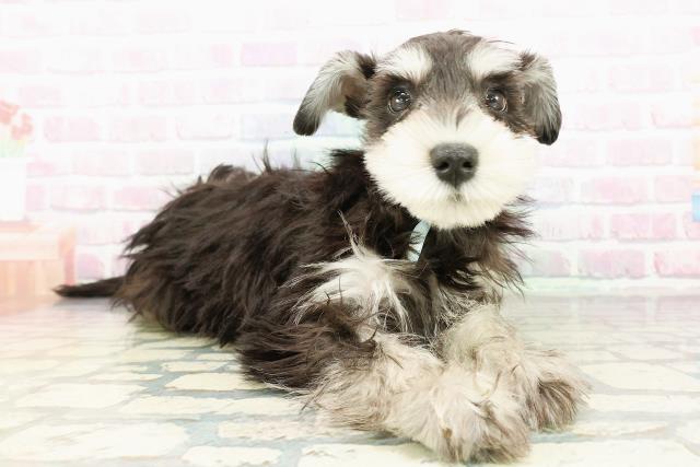 北海道のミニチュアシュナウザー (Coo&RIKU函館店/2026年1月25日生まれ/男の子/ブラックシルバー)の子犬の3枚目の画像