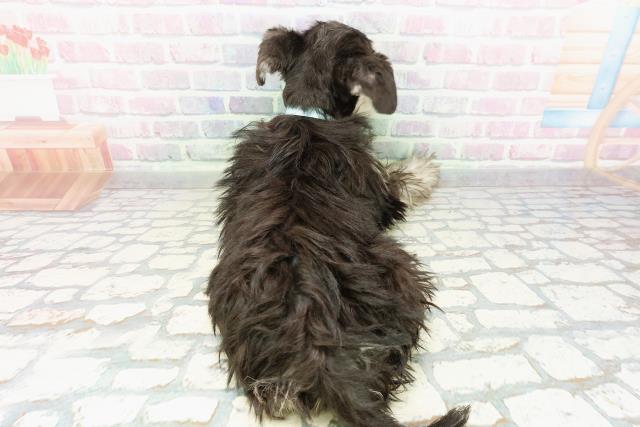 北海道のミニチュアシュナウザー (Coo&RIKU函館店/2026年1月25日生まれ/男の子/ブラックシルバー)の子犬の4枚目の画像