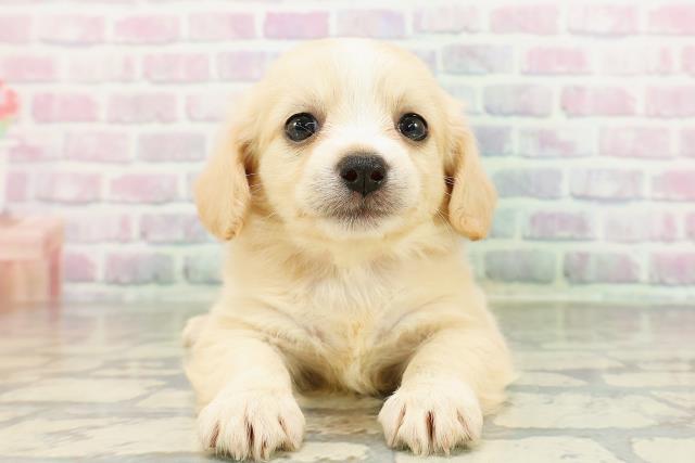 北海道のチワックス(チワワ×ダックス) (Coo&RIKU札幌西店/2026年3月3日生まれ/女の子/イエロー)の子犬の1枚目の画像