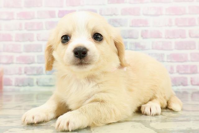 北海道のチワックス(チワワ×ダックス) (Coo&RIKU札幌西店/2026年3月3日生まれ/女の子/イエロー)の子犬の2枚目の画像