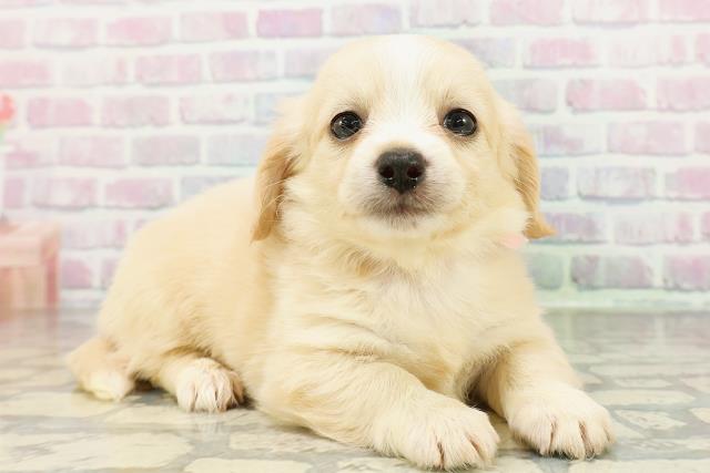 北海道のチワックス(チワワ×ダックス) (Coo&RIKU札幌西店/2026年3月3日生まれ/女の子/イエロー)の子犬の3枚目の画像