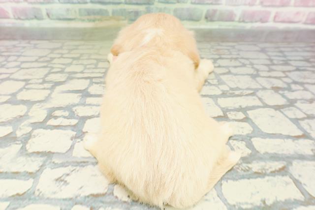 北海道のチワックス(チワワ×ダックス) (Coo&RIKU札幌西店/2026年3月3日生まれ/女の子/イエロー)の子犬の4枚目の画像