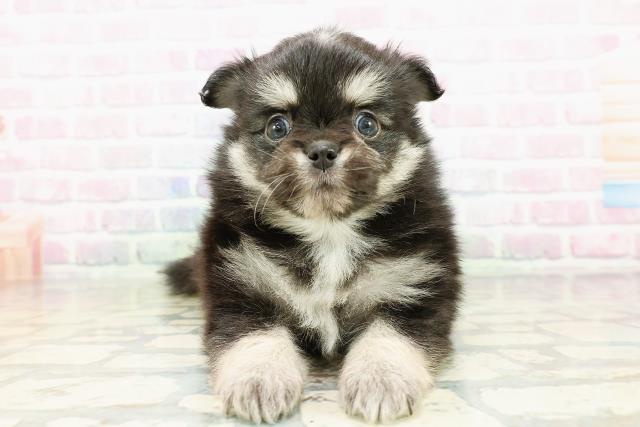 青森県のポメチワ/チワポメ/ポメチー(ポメラニアン×チワワ) (Coo&RIKU青森店/2026年3月1日生まれ/男の子/ブラックタンホワイト)の子犬の1枚目の画像