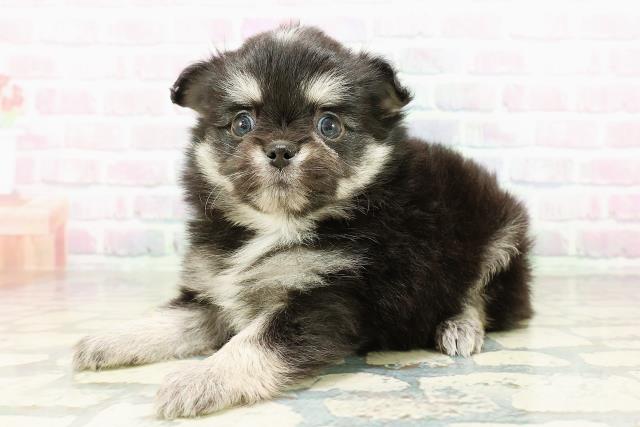 青森県のポメチワ/チワポメ/ポメチー(ポメラニアン×チワワ) (Coo&RIKU青森店/2026年3月1日生まれ/男の子/ブラックタンホワイト)の子犬の2枚目の画像