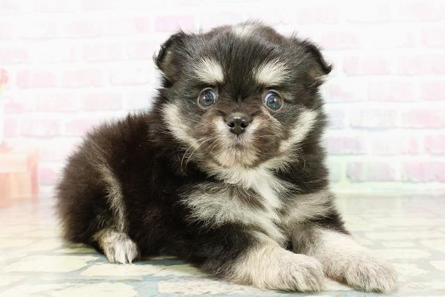 青森県のポメチワ/チワポメ/ポメチー(ポメラニアン×チワワ) (Coo&RIKU青森店/2026年3月1日生まれ/男の子/ブラックタンホワイト)の子犬の3枚目の画像