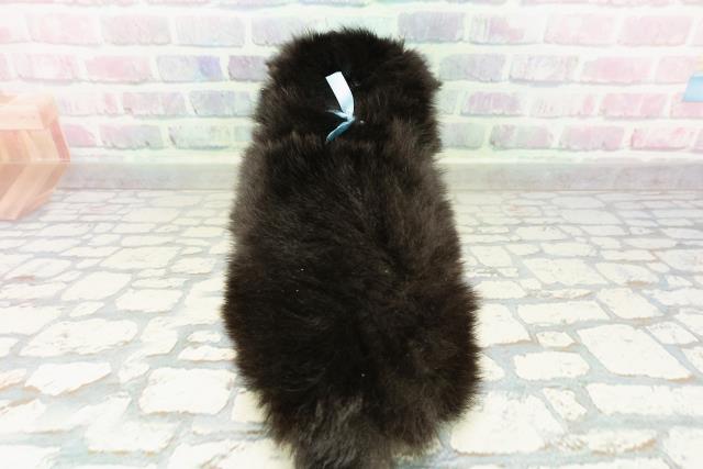 青森県のポメチワ/チワポメ/ポメチー(ポメラニアン×チワワ) (Coo&RIKU青森店/2026年3月1日生まれ/男の子/ブラックタンホワイト)の子犬の4枚目の画像