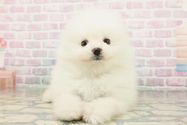 北海道のポメラニアン (Coo&RIKU札幌西店/2026年2月28日生まれ/男の子/ホワイト)の子犬の1枚目の画像