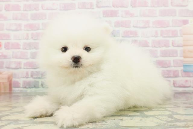 北海道のポメラニアン (Coo&RIKU札幌西店/2026年2月28日生まれ/男の子/ホワイト)の子犬の2枚目の画像